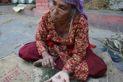 Bija Didi sorting through some dried lady finger seeds